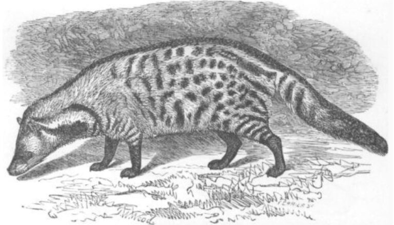Large Indian Civet
